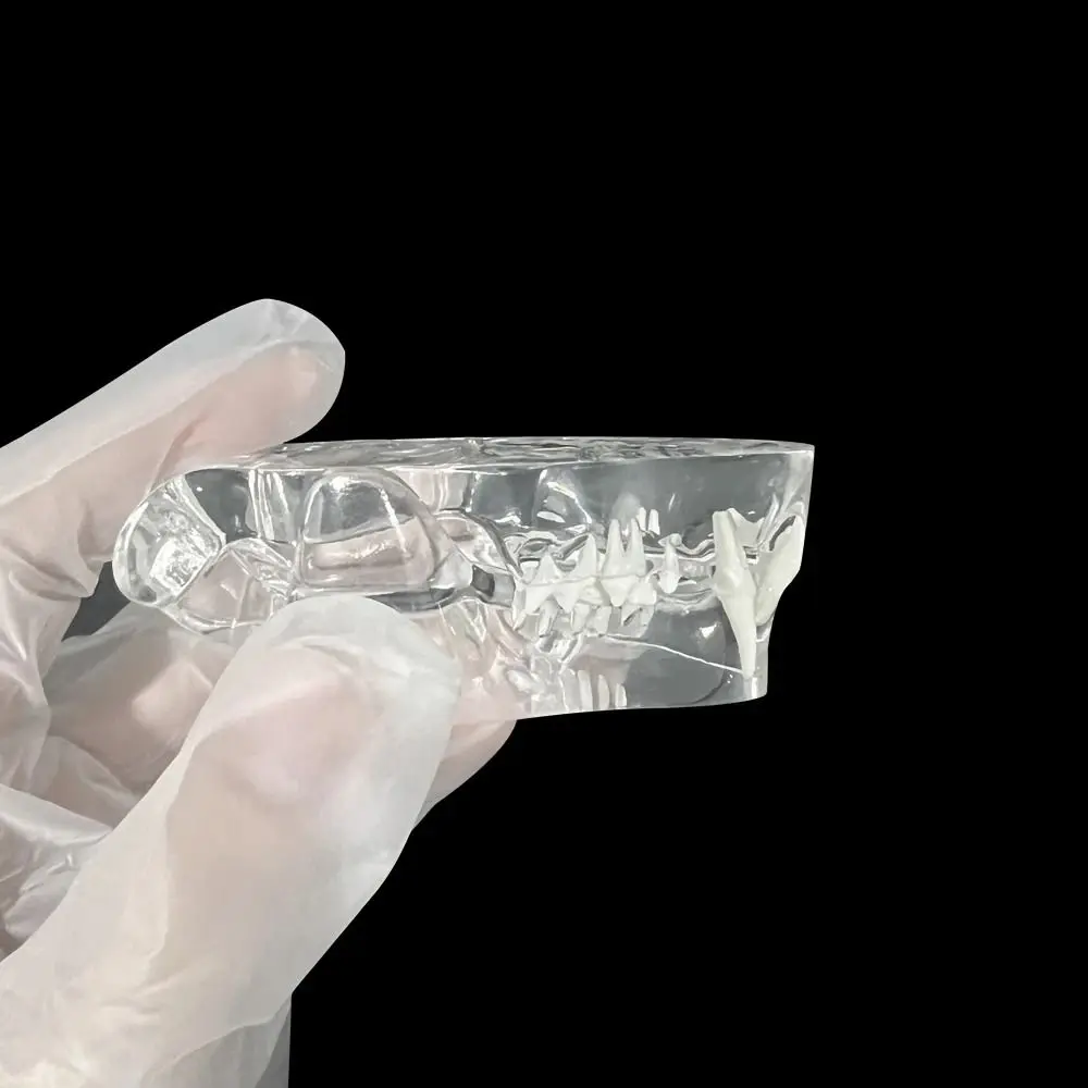 Transparent Dental Animal Resin Teeth Dog Cat Rabbit Removable Dental Teaching Canine Clear Texture Educational Dog Tooth Model
Transparent Dental Animal Resin Teeth Dog Cat Rabbit Removable Dental Teaching Canine Clear Texture Educational Dog Tooth Model