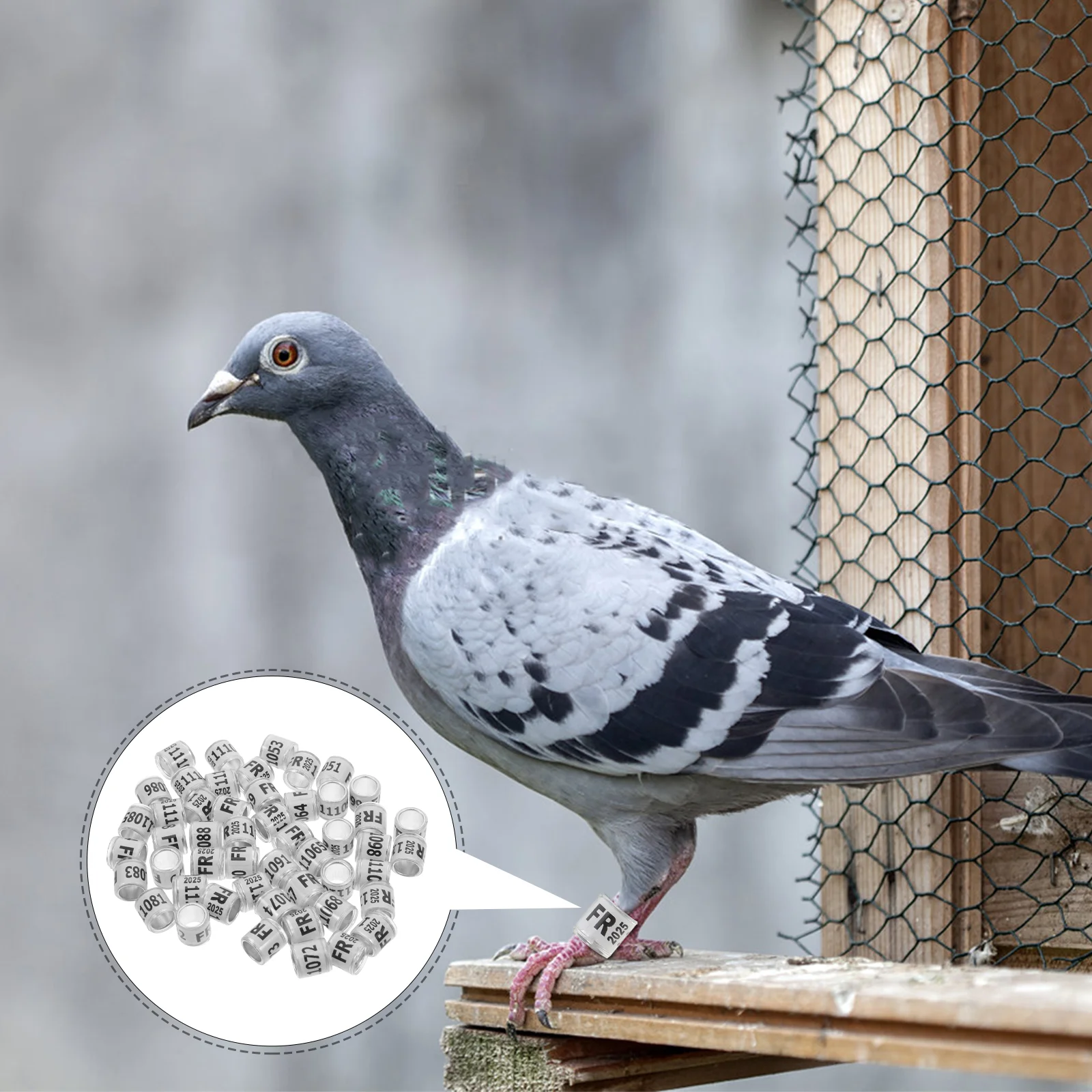 50 Pcs Racing Pigeon Anklet Chicken Identification Band Aluminum Leg Bands Foot Ring Clip
50 Pcs Racing Pigeon Anklet Chicken Identification Band Aluminum Leg Bands Foot Ring Clip