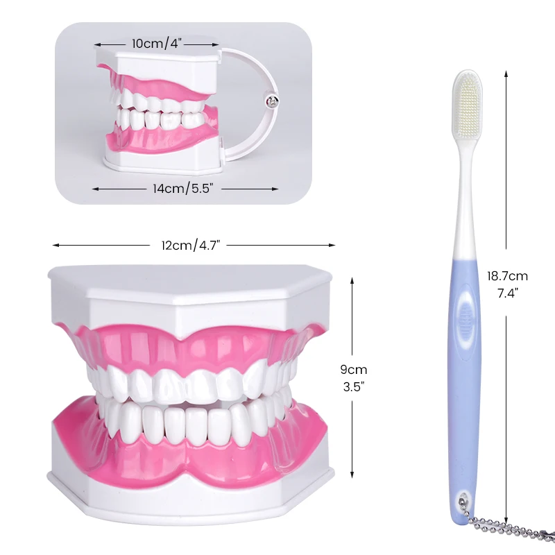 Стоматологическая демонстрационная модель с большими зубами с зубной щеткой и съемными зубами. 2-кратная стандартная модель зубов. Обучение практике обучение.
Стоматологическая демонстрационная модель с большими зубами с зубной щеткой и съемными зубами. 2-кратная стандартная модель зубов. Обучение практике обучение.