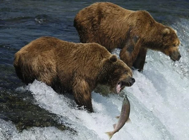 9006E 1/14 4WD RC Альпинистский автомобиль - 2,4G, 20 км/ч, большие колеса, внедорожный RTR
9006E 1/14 4WD RC Альпинистский автомобиль - 2,4G, 20 км/ч, большие колеса, внедорожный RTR