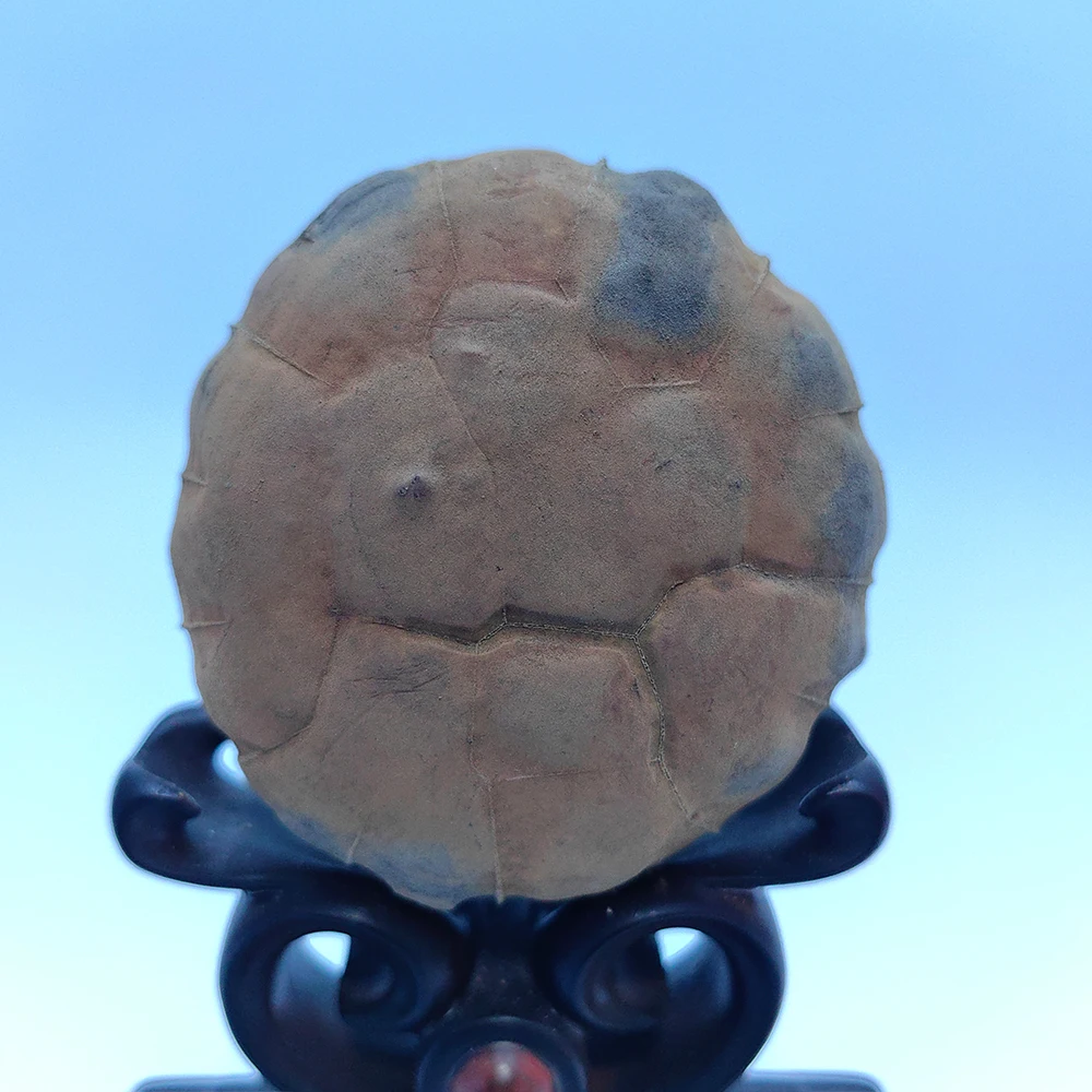 1PC Suiseki Stone Natural Stone Sculpture Natural Piedras Decorativas Asian Natural Stone Decoration Landscape Stone
1PC Suiseki Stone Natural Stone Sculpture Natural Piedras Decorativas Asian Natural Stone Decoration Landscape Stone