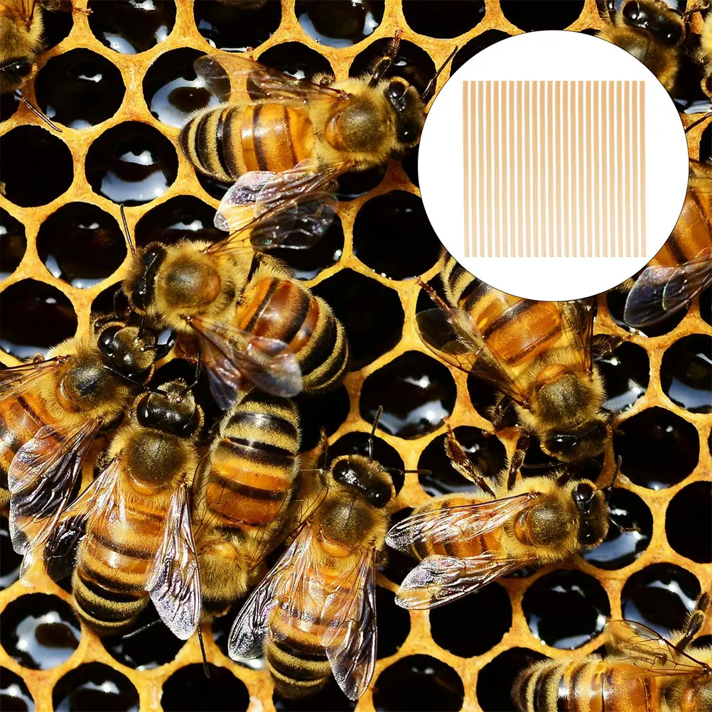 100pcs Honeycomb Pollination Tubes Bee House Reed Nests Refill Beehive Diy Supplies Natural Material Easy Install
100pcs Honeycomb Pollination Tubes Bee House Reed Nests Refill Beehive Diy Supplies Natural Material Easy Install