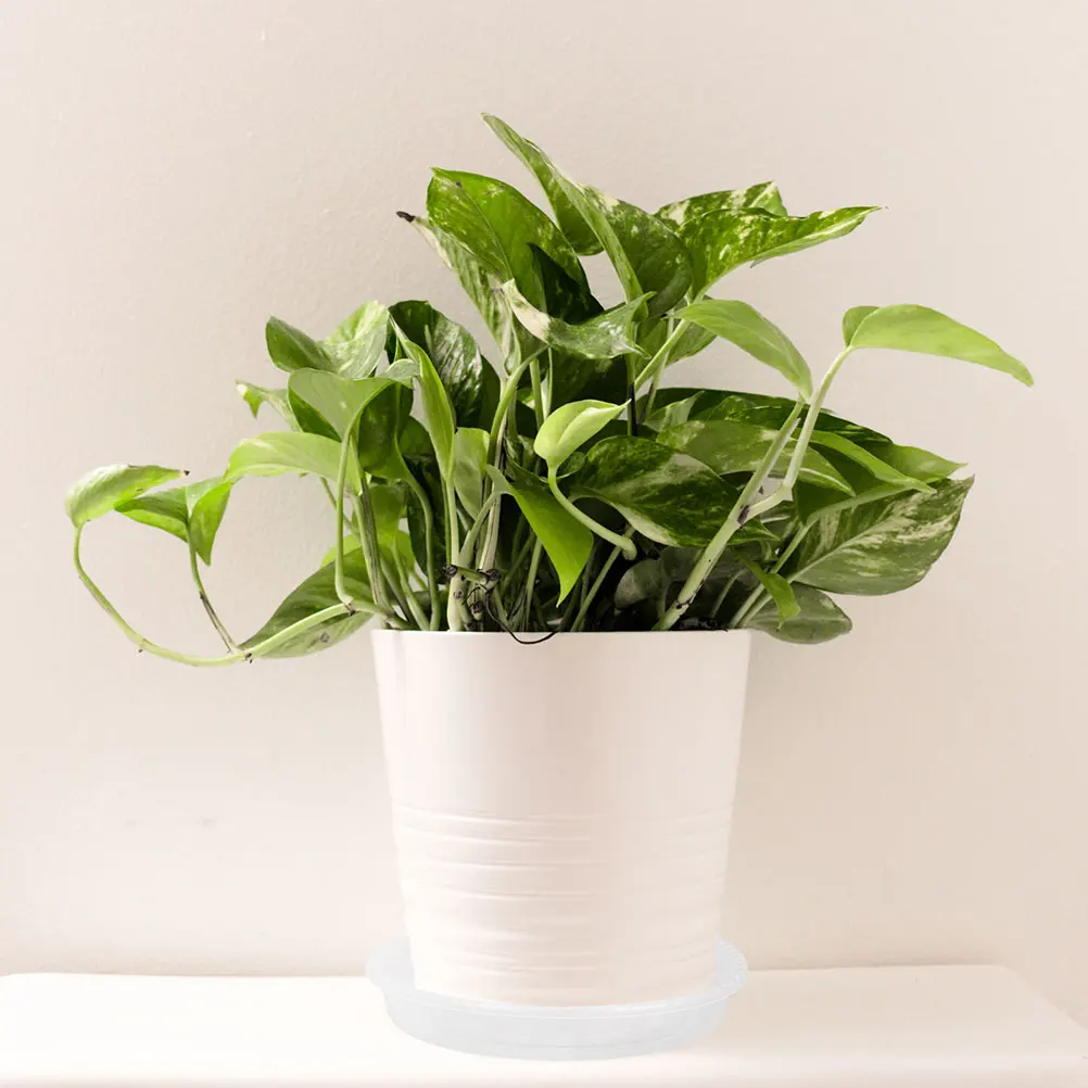 10pcs Round Pot Trays Transparent 140 Model Drip Saucers Planters Plant Saucers For Indoors No Holes Drainage Plastic
10pcs Round Pot Trays Transparent 140 Model Drip Saucers Planters Plant Saucers For Indoors No Holes Drainage Plastic