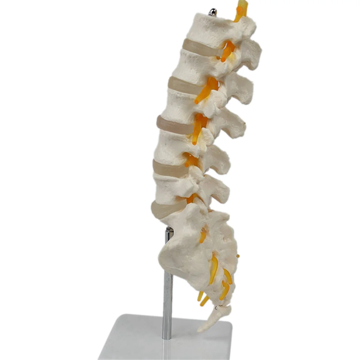 SLQZT Teaching Equipment Model 5-Segment Lumbar Spine with Sacral Accessory Orthopedic Teaching Display Teaching Aids
SLQZT Teaching Equipment Model 5-Segment Lumbar Spine with Sacral Accessory Orthopedic Teaching Display Teaching Aids