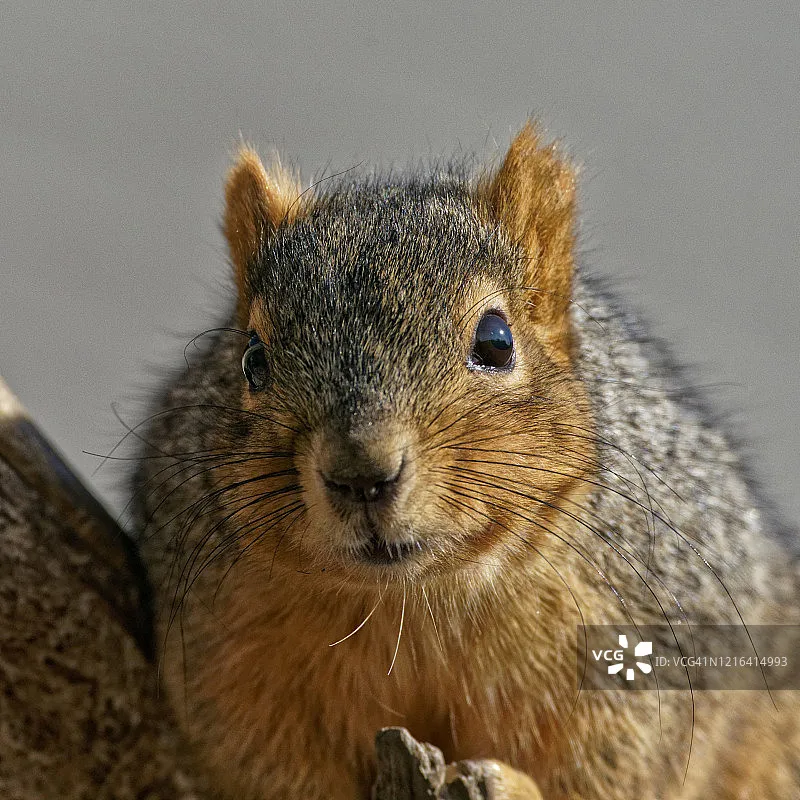 Радиоуправляемый скоростной катер UDIRC UDI023 - 2.4G, полноприводный внедорожник, мини-скалолаз, игрушка RTR
Радиоуправляемый скоростной катер UDIRC UDI023 - 2.4G, полноприводный внедорожник, мини-скалолаз, игрушка RTR