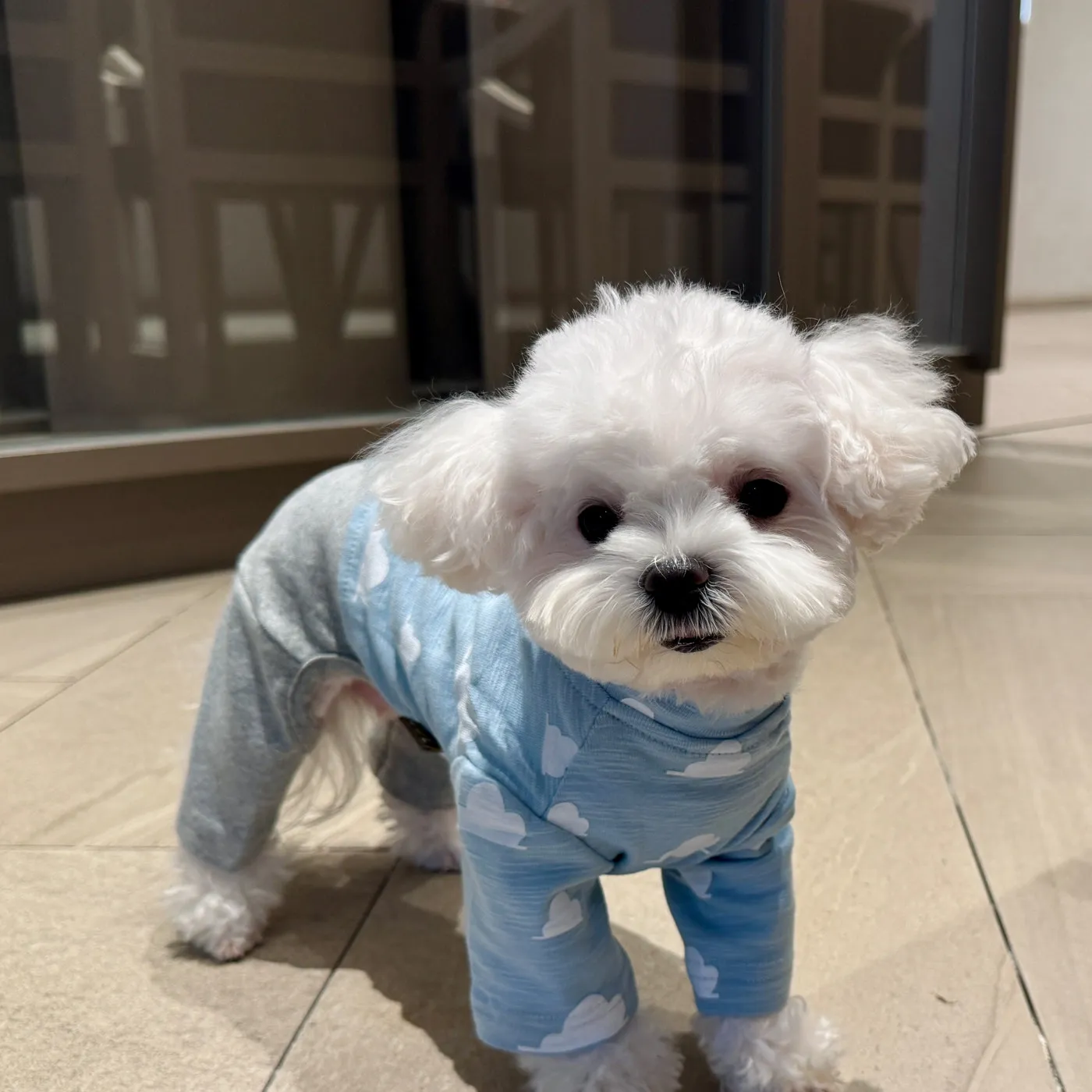 2026 New Pet Dog Clothes Simple Cotton Yellow Blue Four Feets Jumpsuits for Small Medium Dog Schnauzer Puppy Home Wears Rompers
2026 New Pet Dog Clothes Simple Cotton Yellow Blue Four Feets Jumpsuits for Small Medium Dog Schnauzer Puppy Home Wears Rompers