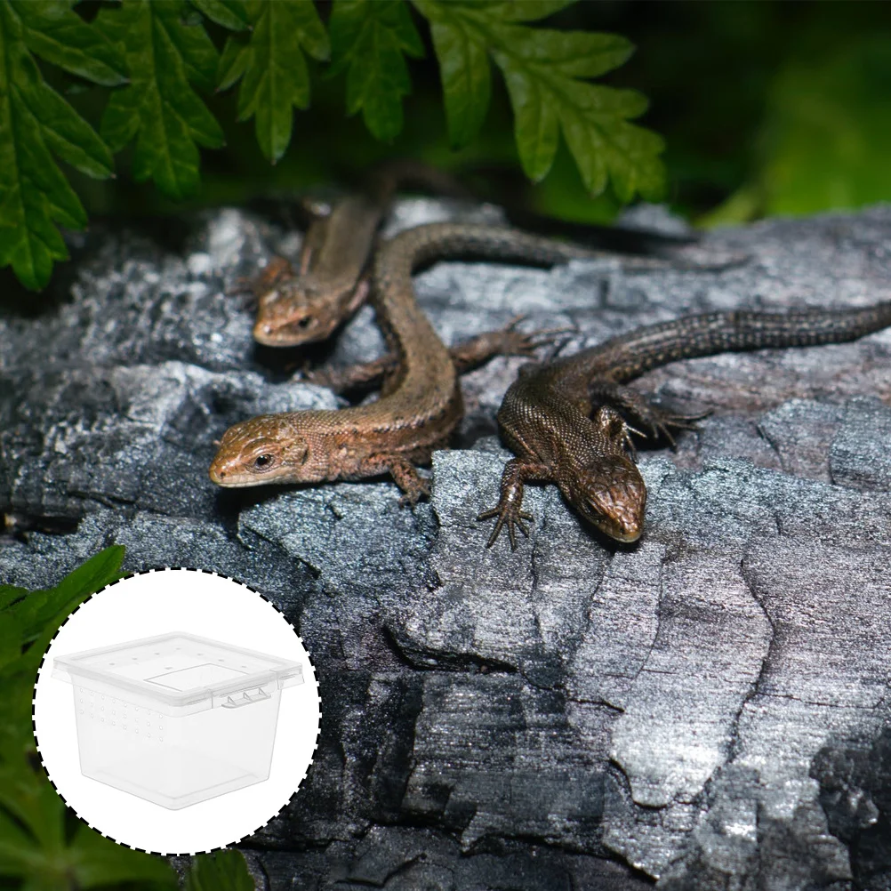 12Pcs Transparent Reptile Feeding Box Durable Plastic Climbing Pet Breeding Container Ventilation Holes for Small Pets Spiders
12Pcs Transparent Reptile Feeding Box Durable Plastic Climbing Pet Breeding Container Ventilation Holes for Small Pets Spiders