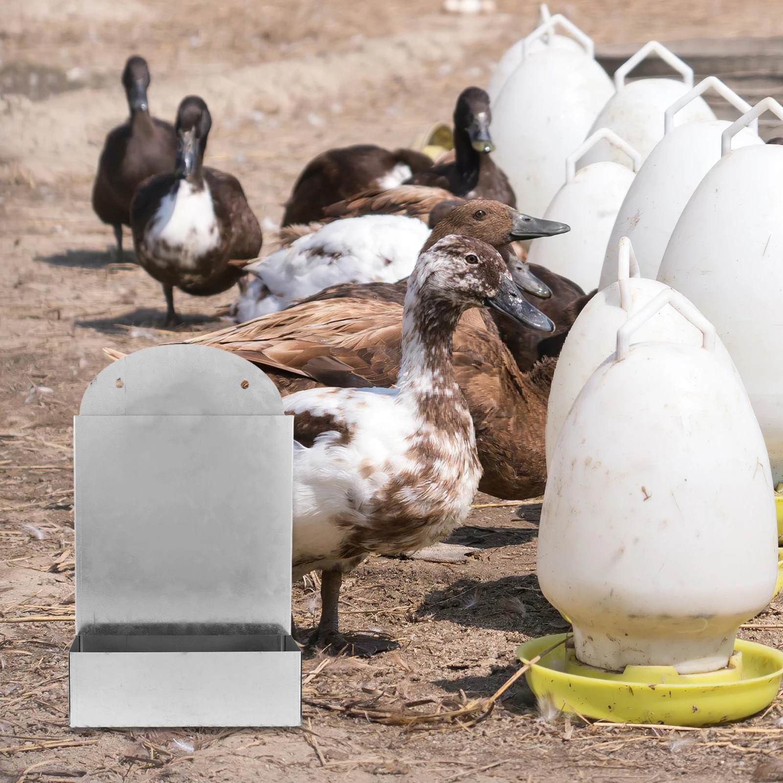 Chicken Automatic Feeder Feeding Trough Food Coop Poultry Dispenser Backyard Accessory
Chicken Automatic Feeder Feeding Trough Food Coop Poultry Dispenser Backyard Accessory