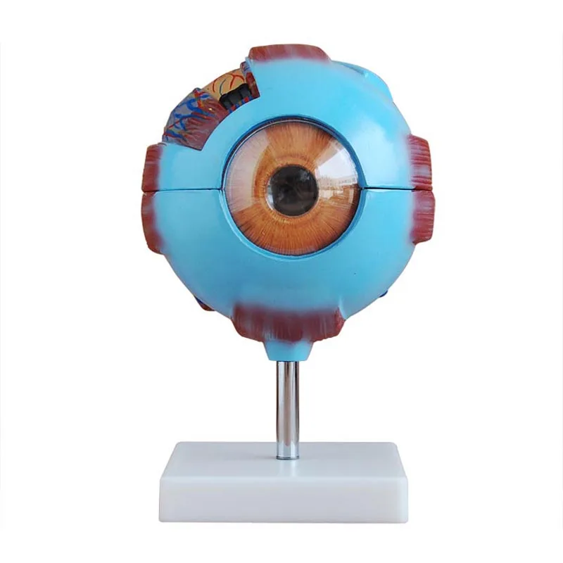 Eye model, human eye structure 6x magnification, removable eye vision teaching mold
Eye model, human eye structure 6x magnification, removable eye vision teaching mold