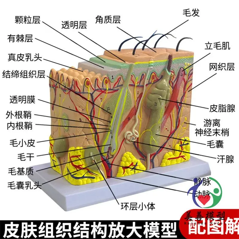 Medical Three-dimensional Skin Tissue Structure Enlarged Model Human Hierarchy Layered Dissection Mold Plastic Scalp
Medical Three-dimensional Skin Tissue Structure Enlarged Model Human Hierarchy Layered Dissection Mold Plastic Scalp