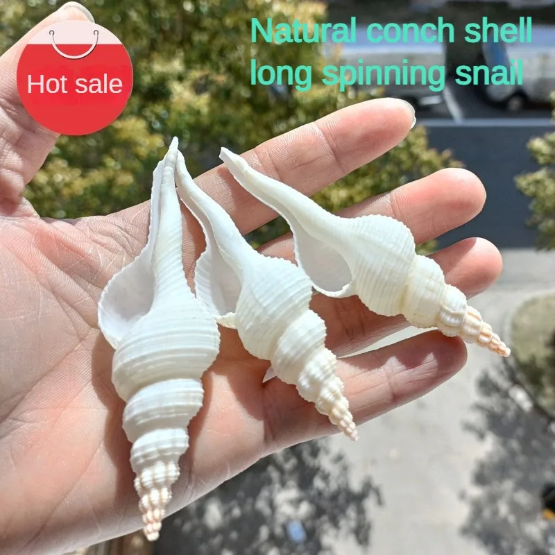 3 Pieces Natural Salisbury's Spindle Seashell Sea Shells Home Decoration Accessories Aquarium Decoration Shell Decoration
3 Pieces Natural Salisbury's Spindle Seashell Sea Shells Home Decoration Accessories Aquarium Decoration Shell Decoration
