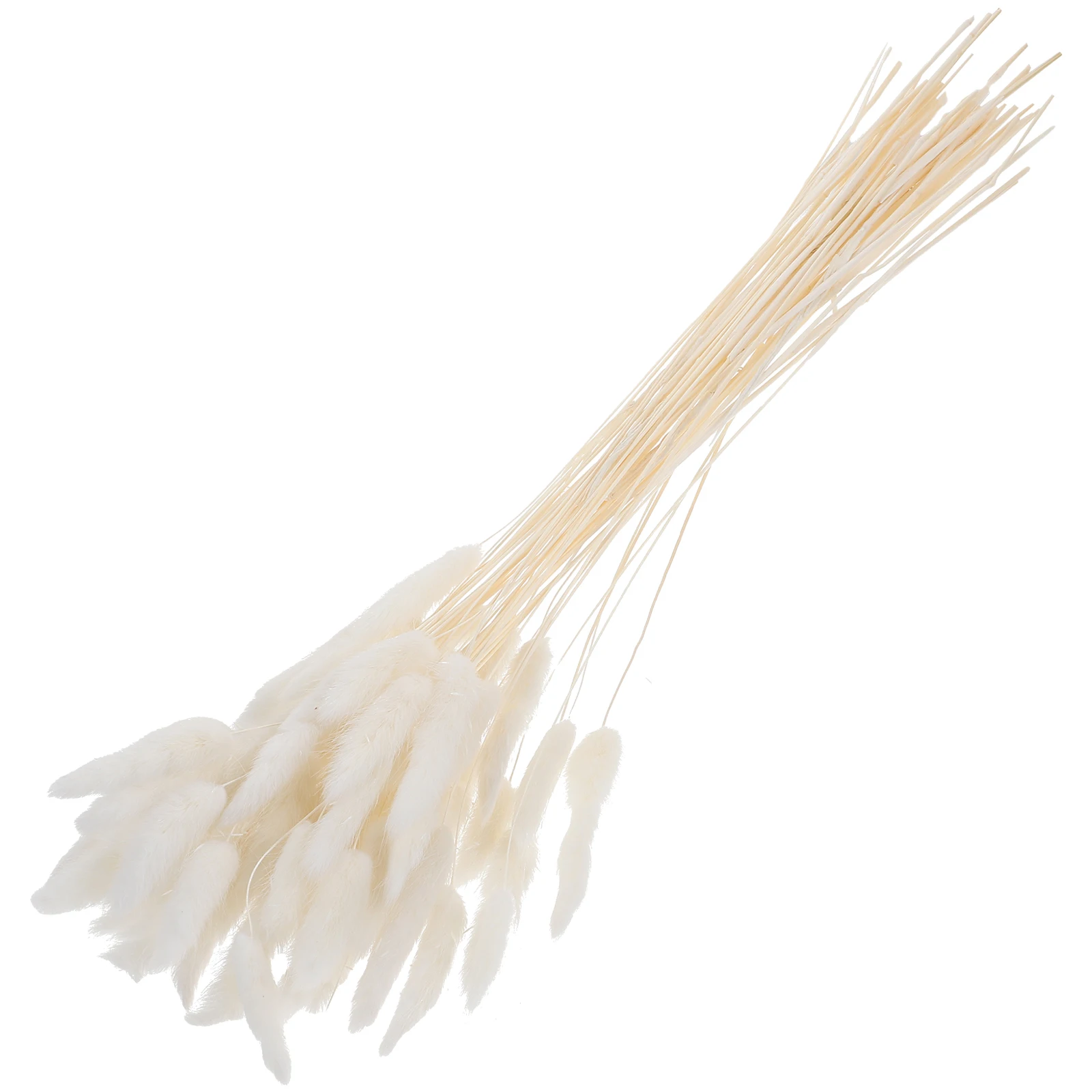Filler Baby Decor White Dried Flowers Bunny Tail Natural Plants for Arrangement
Filler Baby Decor White Dried Flowers Bunny Tail Natural Plants for Arrangement