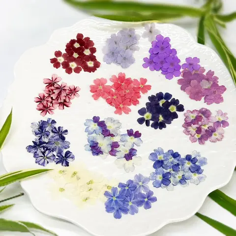24pcs,Verbena Dry Flowers DIY Resin Phone Case Plant Photo Frame Nail Art & Makeup Craft Supplies,pressed Flower Craft Kit