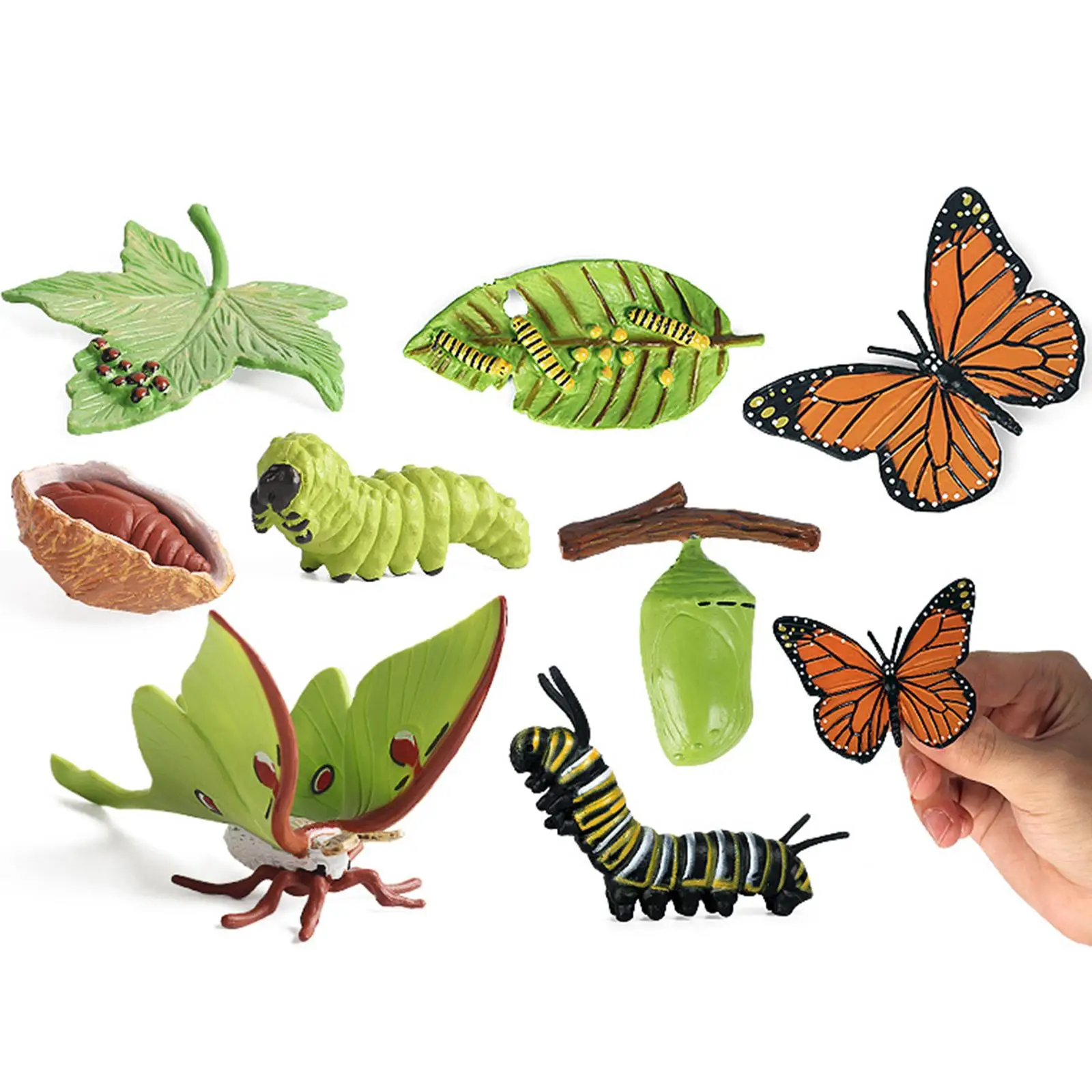 Butterfly Moth Life Cycle Playset Learning for Development Toy
Butterfly Moth Life Cycle Playset Learning for Development Toy