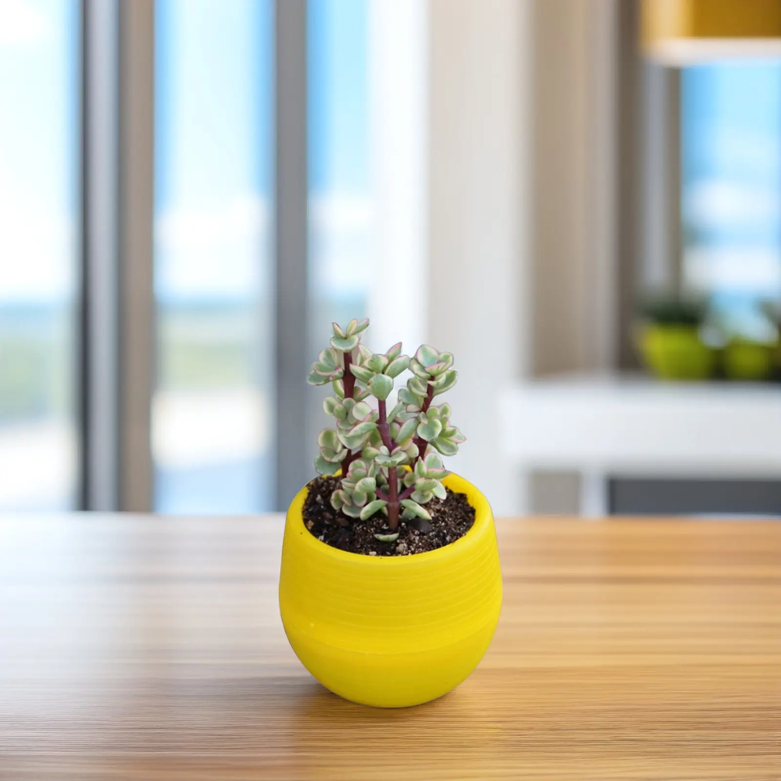 Mini Round Resin Flower Pot Yellow Solid Color Planter for Succulents Cactus Plants Home Office Decor Resin Pot
Mini Round Resin Flower Pot Yellow Solid Color Planter for Succulents Cactus Plants Home Office Decor Resin Pot
