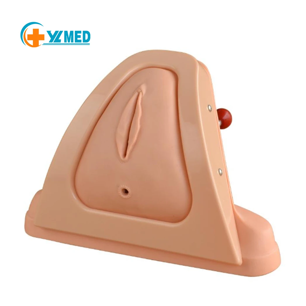 Medical model vulvar suture training simulator perineal incision suture skills training model with adjustable tension
Medical model vulvar suture training simulator perineal incision suture skills training model with adjustable tension