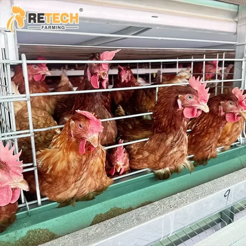 Multi-tier 4/5/6 Tiers Automatic H-Type Hot-Dip Galvanised Poultry Farming Battery Cage for Chicken Raising Project
Multi-tier 4/5/6 Tiers Automatic H-Type Hot-Dip Galvanised Poultry Farming Battery Cage for Chicken Raising Project