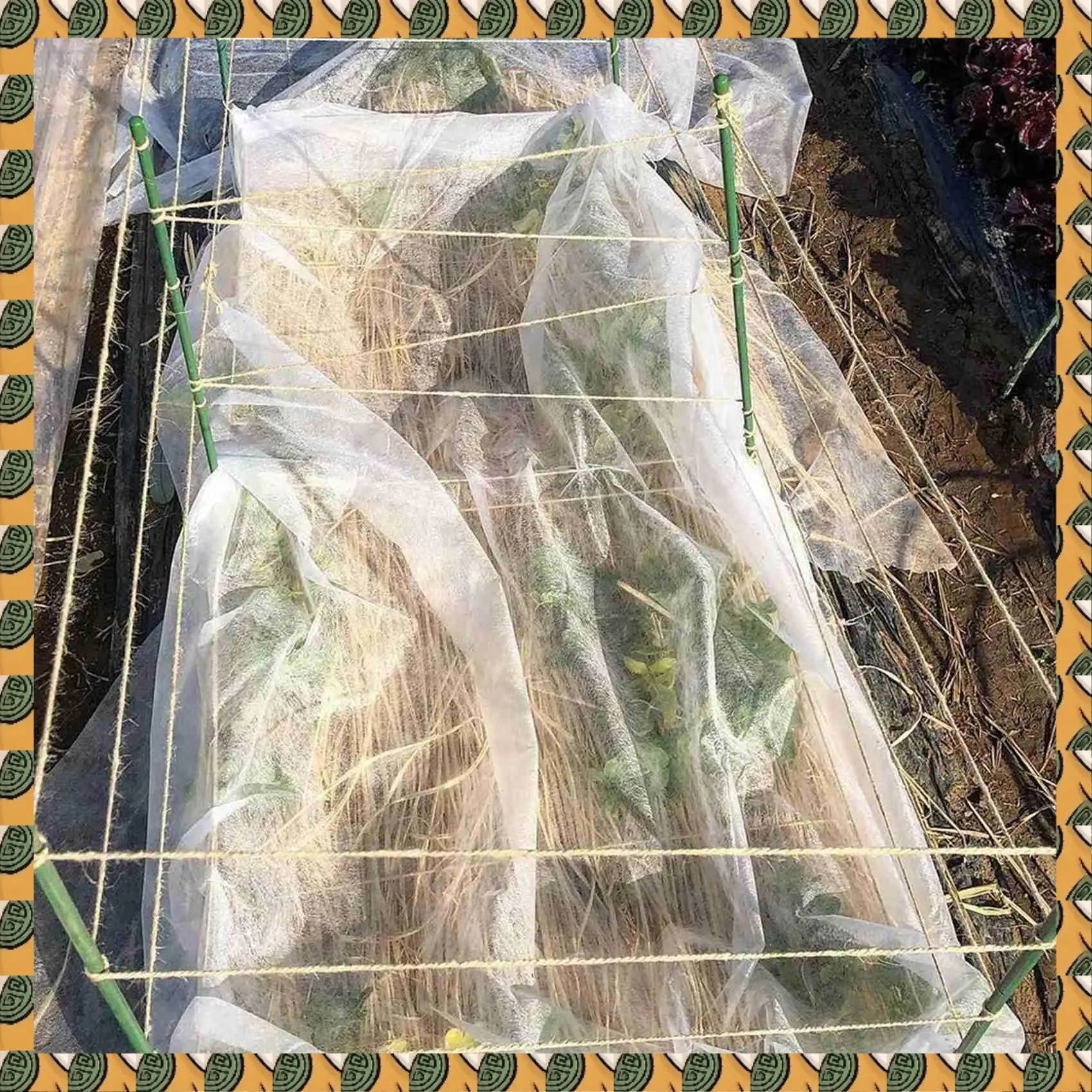 A77I 50 Pack Garden Stakes Metal Plastic Coated Plant Cage Supports Climbing For Tomatoes,Trees,Cucumber,Fences,Beans,40Cm
A77I 50 Pack Garden Stakes Metal Plastic Coated Plant Cage Supports Climbing For Tomatoes,Trees,Cucumber,Fences,Beans,40Cm