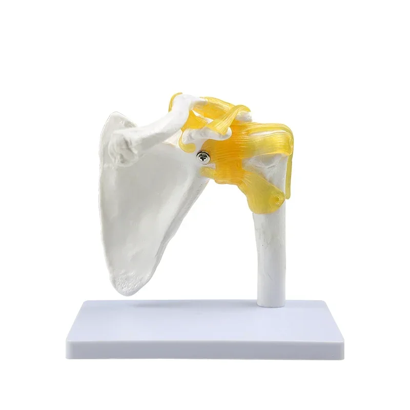 GREATLH Human Skeleton Shoulder Joint Model Anantomy Teaching Three-dimensional Medical Mold
GREATLH Human Skeleton Shoulder Joint Model Anantomy Teaching Three-dimensional Medical Mold