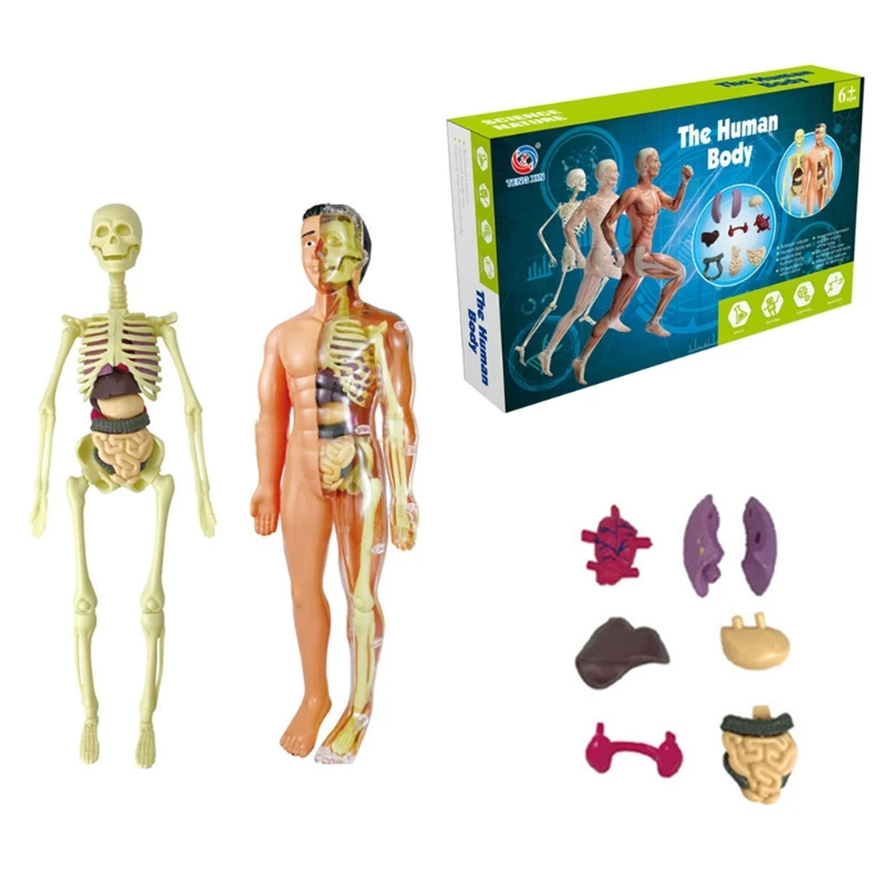 Sensory Simulation Human Body Skeleton Model Experimental Teaching Aid Set Pupils DIY Assemble Manual Educational
Sensory Simulation Human Body Skeleton Model Experimental Teaching Aid Set Pupils DIY Assemble Manual Educational
