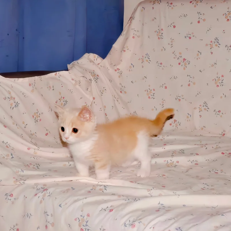 Aluminium Frame Case For DJI Action 5 Pro Metal Rabbit Cage Protective Frame Case For DJI Action 5 Pro Action Camera Accessories
Aluminium Frame Case For DJI Action 5 Pro Metal Rabbit Cage Protective Frame Case For DJI Action 5 Pro Action Camera Accessories