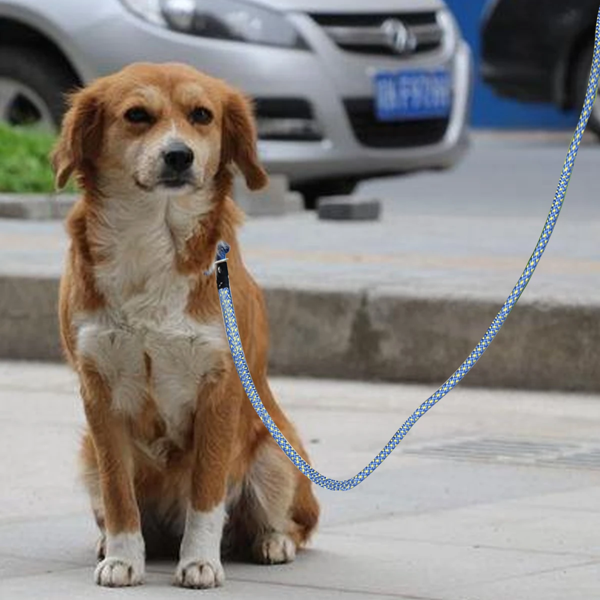 Pet Leash Rope Strong Durable Dog Leash For Large Dogs Outdoor Walking Comfort Grip Sky-Blue Nylon Braided Core Rubber
Pet Leash Rope Strong Durable Dog Leash For Large Dogs Outdoor Walking Comfort Grip Sky-Blue Nylon Braided Core Rubber