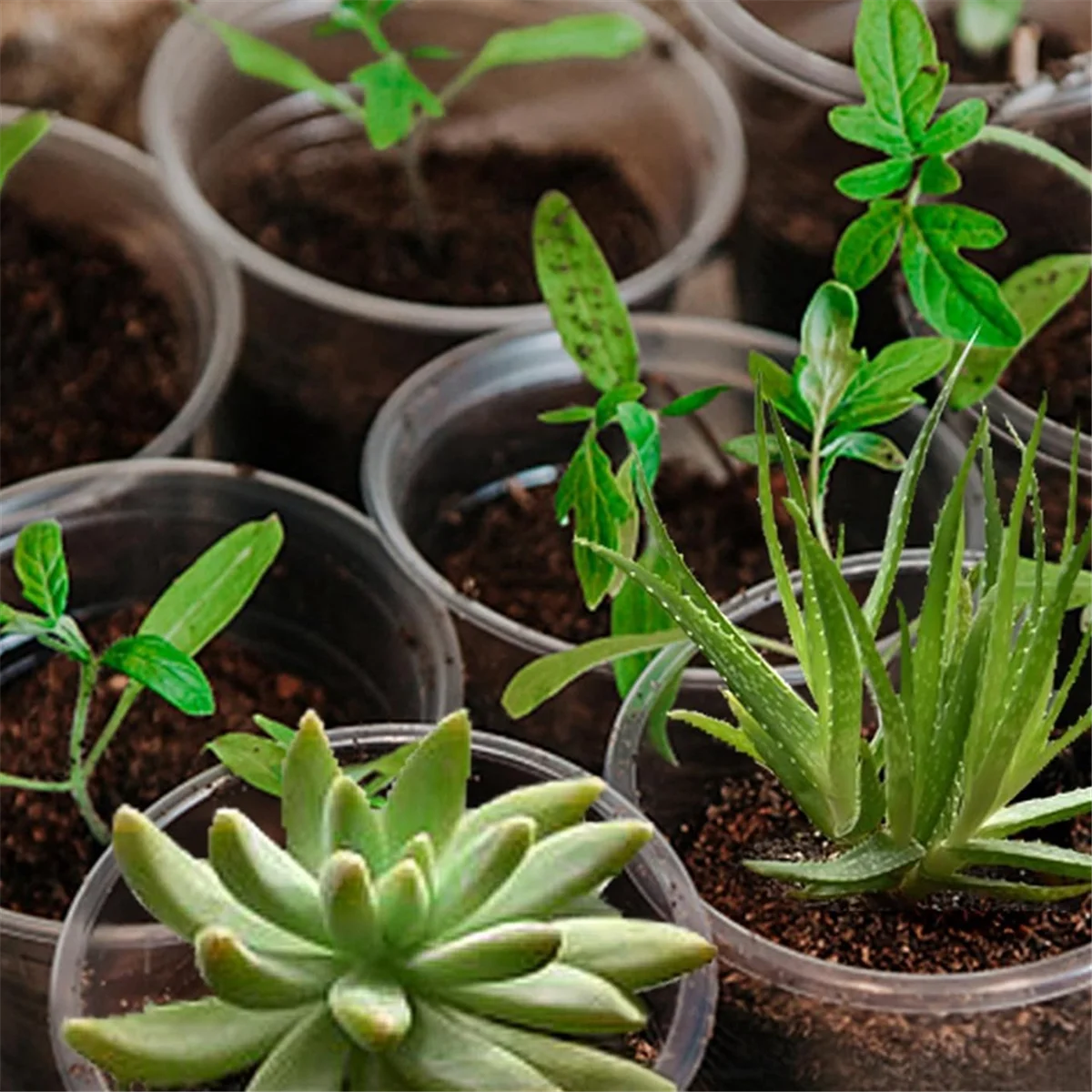 Pots20-Pack 5,7-дюймовые прозрачные детские горшки для растений: горшки для рассады с местом для хранения воды
Pots20-Pack 5,7-дюймовые прозрачные детские горшки для растений: горшки для рассады с местом для хранения воды