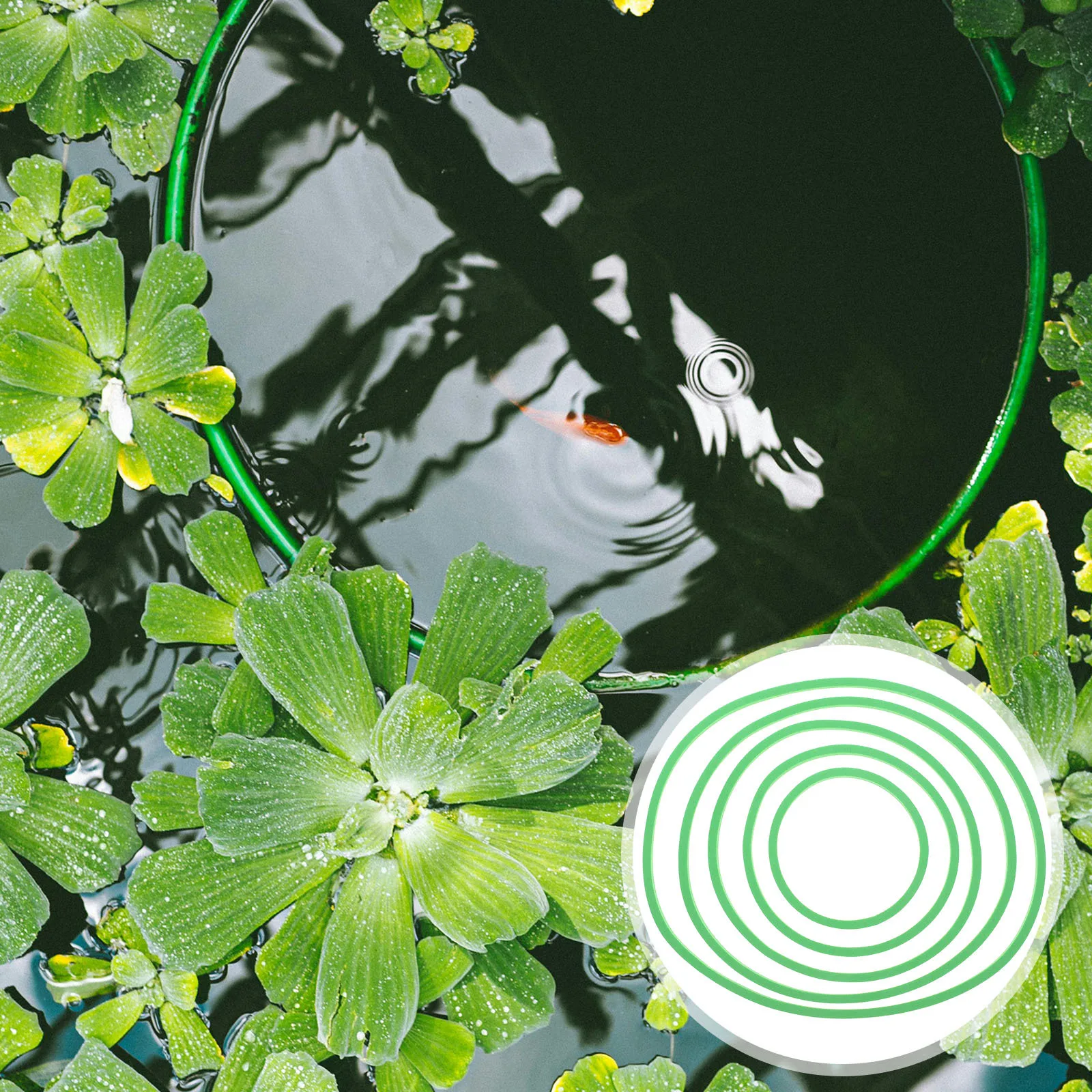 5Pcs Aquarium Floating Plant Rings Fish Feeding Circle Easy Install Eva Floating Plants Ring for Fish Tank Isolation Holder
5Pcs Aquarium Floating Plant Rings Fish Feeding Circle Easy Install Eva Floating Plants Ring for Fish Tank Isolation Holder