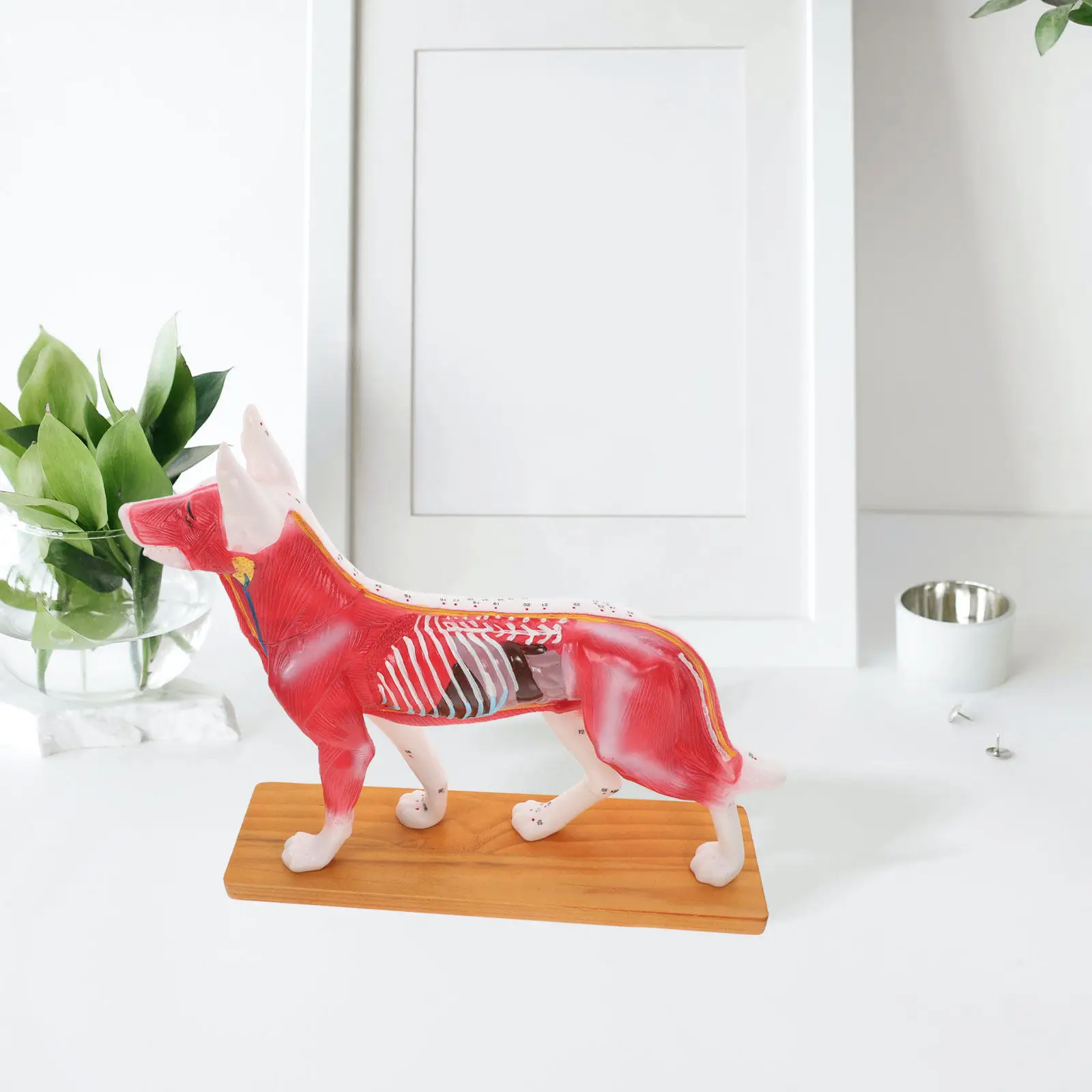 Анатомическая модель собаки для обучения и изучения точек акупунктуры, ветеринарное учебное пособие
Анатомическая модель собаки для обучения и изучения точек акупунктуры, ветеринарное учебное пособие