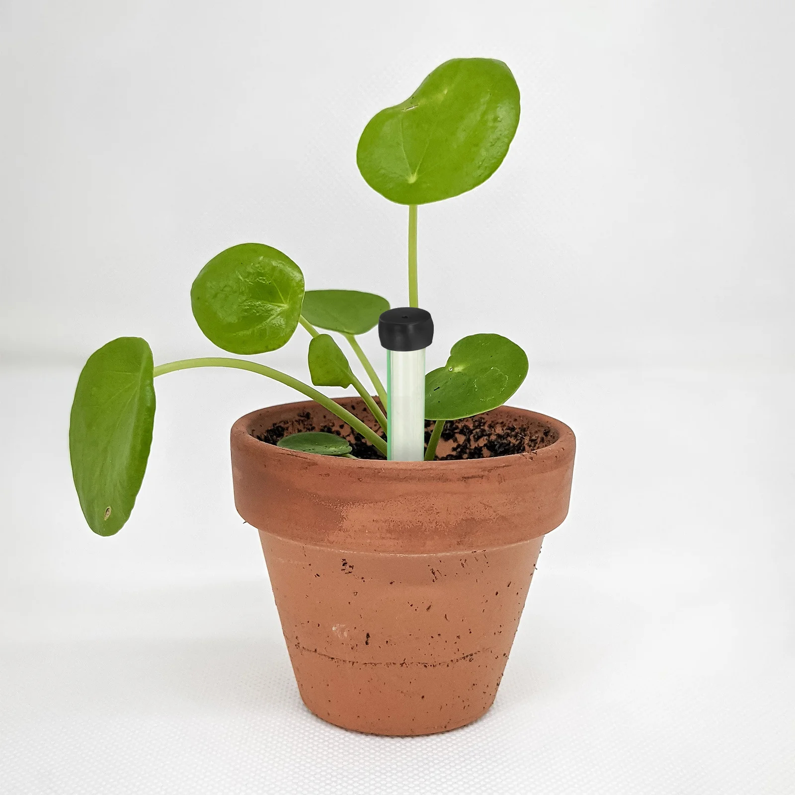 50Pcs Fresh Keeping Flower Water Tubes Clear Floral Stem Holder Nutrient Tubes for Flower Arrangements Florist Supplies
50Pcs Fresh Keeping Flower Water Tubes Clear Floral Stem Holder Nutrient Tubes for Flower Arrangements Florist Supplies