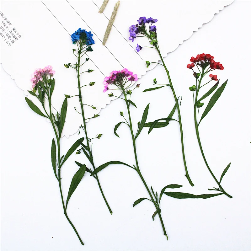 100Pcs Dried Snowball Flowers with Branches, Real Flower and Leaf Stickers, Plant Specimens, Pressed Flowers for Table Lamps, Phone Cases, Bookmarks
100Pcs Dried Snowball Flowers with Branches, Real Flower and Leaf Stickers, Plant Specimens, Pressed Flowers for Table Lamps, Phone Cases, Bookmarks