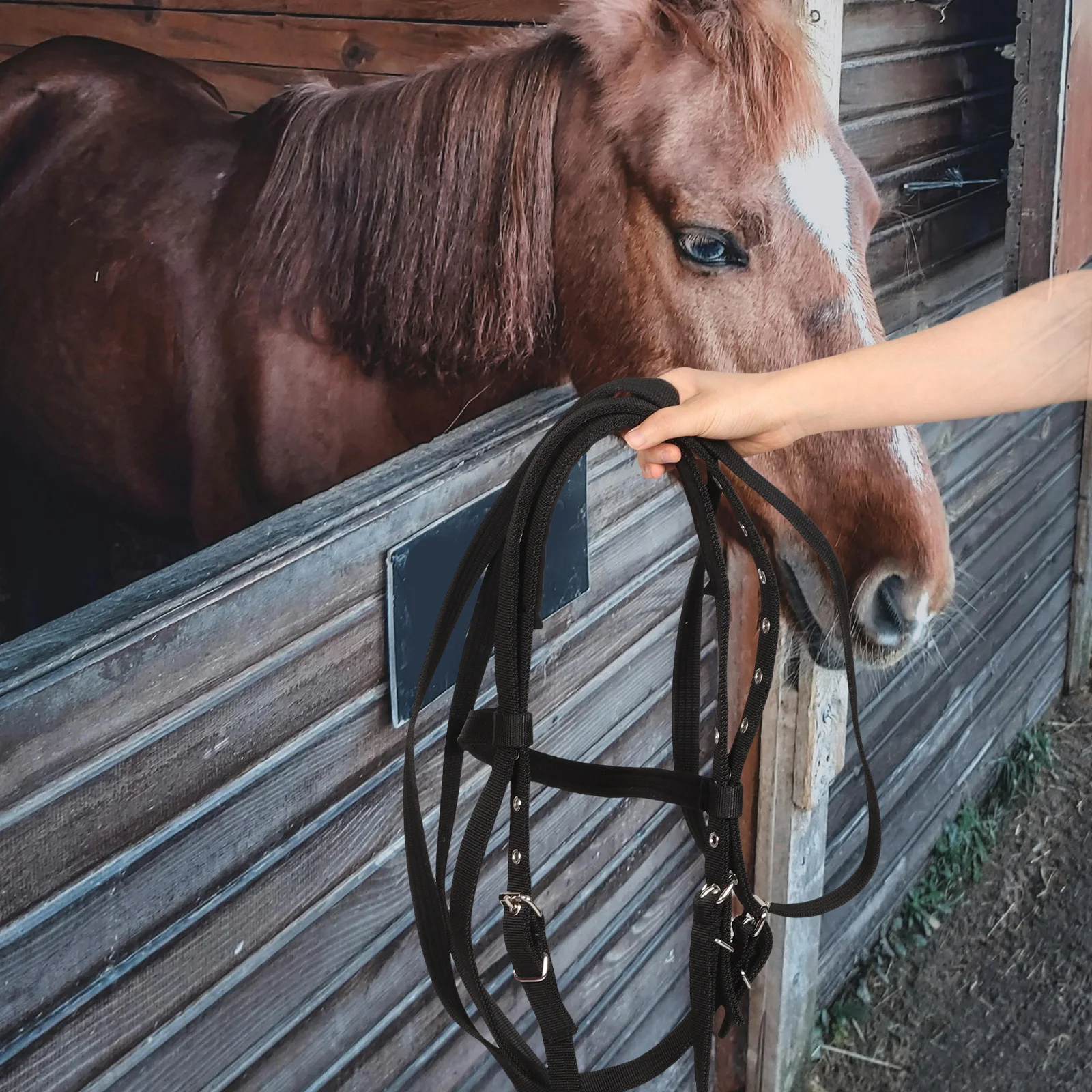 Horse Rope Halter Adjustable Comfortable Training Rein For Equestrian Riding Durable Nylon Bitless Bridle Small Horses Horse
Horse Rope Halter Adjustable Comfortable Training Rein For Equestrian Riding Durable Nylon Bitless Bridle Small Horses Horse