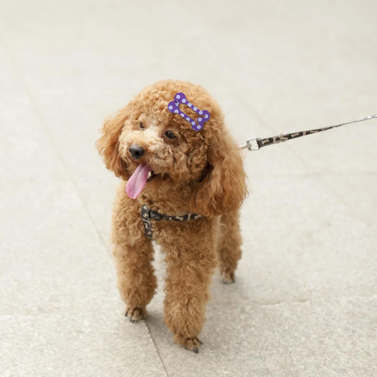 20Pcs Fashion Dogbone Hair Claws Cute Pet Hairpins for Puppies Comfortable for Daily Use and Photo Taking Pet Hair Clips
20Pcs Fashion Dogbone Hair Claws Cute Pet Hairpins for Puppies Comfortable for Daily Use and Photo Taking Pet Hair Clips