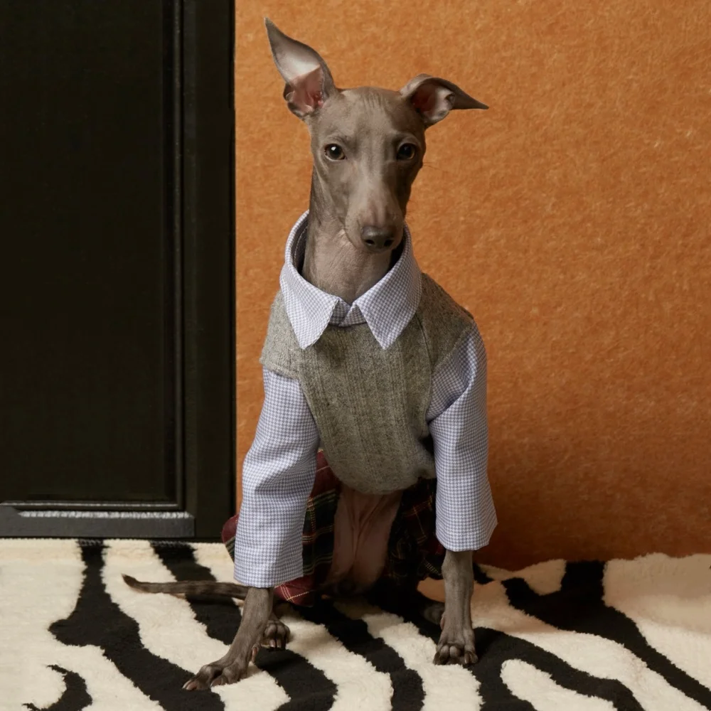 College style Outfit for Italian Greyhound Grey Knitted Sweater Vest Blue Shirt Fake Two-Piece Overalls Red Plaid Short for Dogs
College style Outfit for Italian Greyhound Grey Knitted Sweater Vest Blue Shirt Fake Two-Piece Overalls Red Plaid Short for Dogs