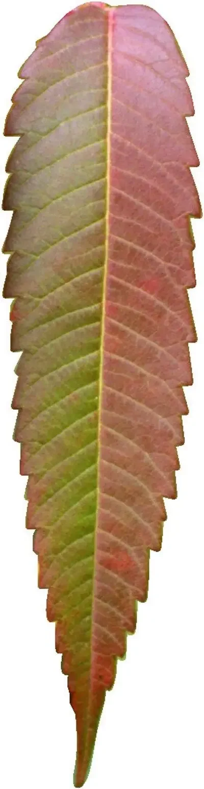 300ml Glass Beer Boot Mug for Oktoberfest Celebrations, St Patrick's Day, Bachelor or Bachelorette, Festivities Bar Accessories
300ml Glass Beer Boot Mug for Oktoberfest Celebrations, St Patrick's Day, Bachelor or Bachelorette, Festivities Bar Accessories