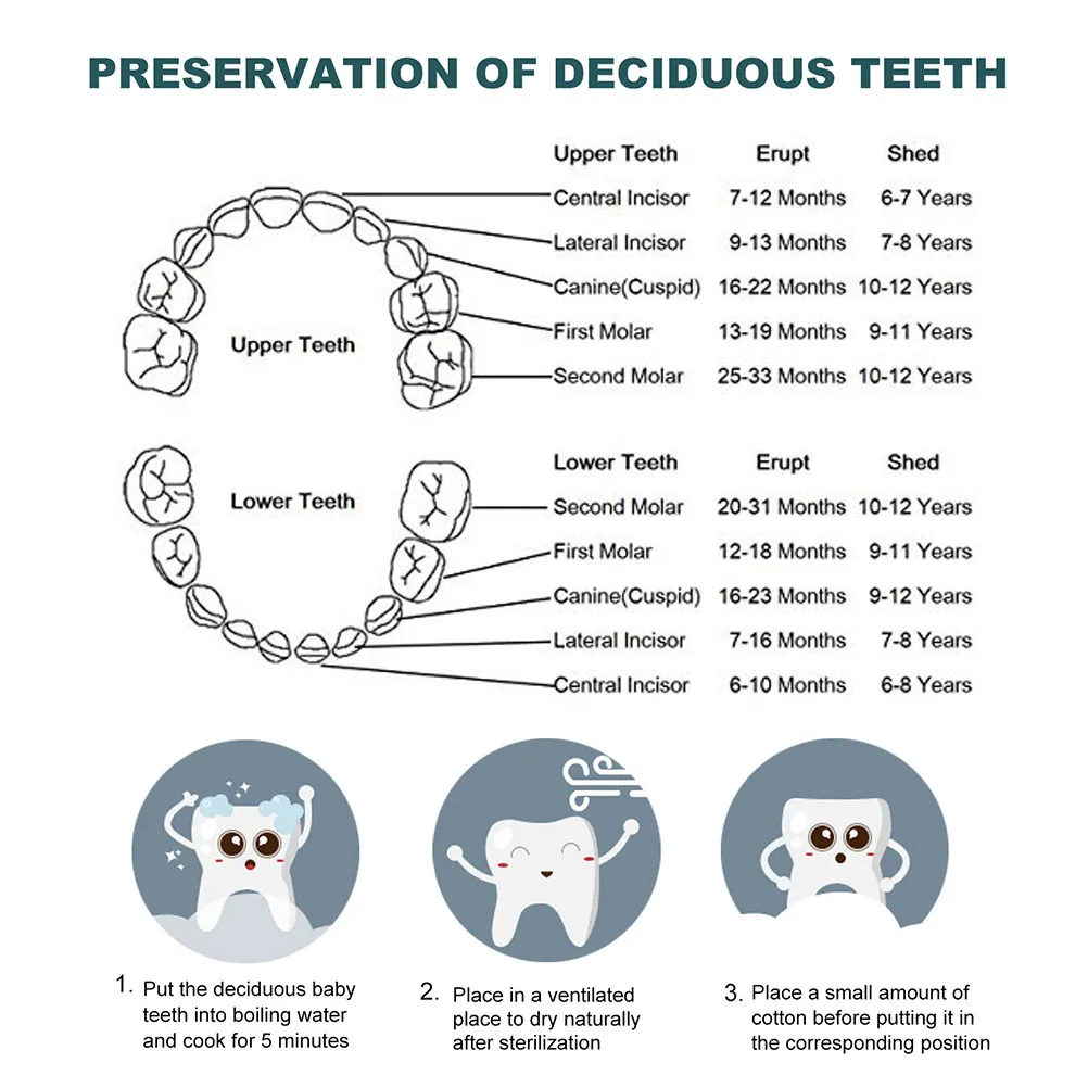 Tooth Fairy Box for Kids Safe Tooth Storage with Individual Holes Labeled Compartments Writeable Name Date Cute Keepsake
Tooth Fairy Box for Kids Safe Tooth Storage with Individual Holes Labeled Compartments Writeable Name Date Cute Keepsake