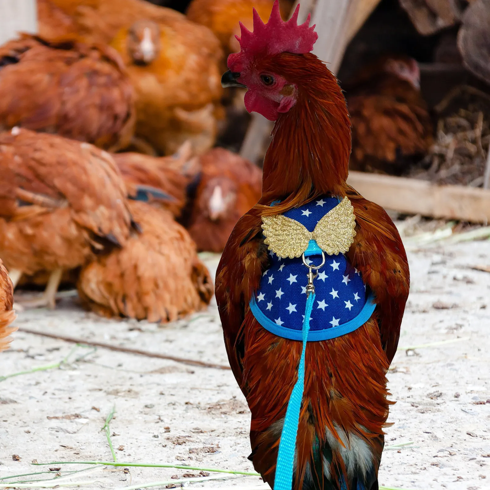 Chicken Harness Adjustable Hen Pet Rooster Costume Polyester Vest Outdoor Durable Walking Leash Pull Rope Chicken Harness
Chicken Harness Adjustable Hen Pet Rooster Costume Polyester Vest Outdoor Durable Walking Leash Pull Rope Chicken Harness