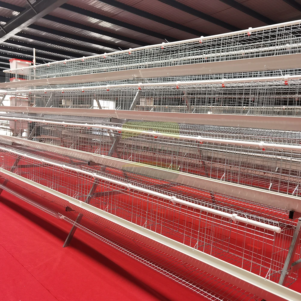 4 Tier 5 Door Heavy Duty Galvanized Layer Chicken Cage System For Commercial Egg Production
4 Tier 5 Door Heavy Duty Galvanized Layer Chicken Cage System For Commercial Egg Production