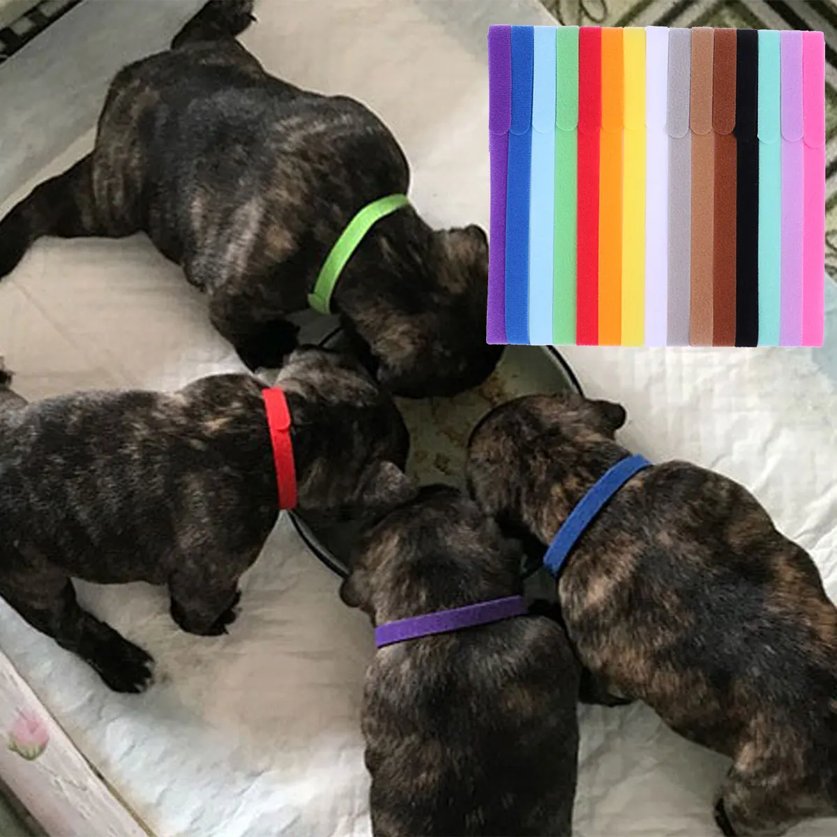 15 pc 15 Colors Pet Dog Collars Puppy Id Collar Bells Adjustable Wear-Resistant Comfortable Easy Identify Tracking Health
15 pc 15 Colors Pet Dog Collars Puppy Id Collar Bells Adjustable Wear-Resistant Comfortable Easy Identify Tracking Health