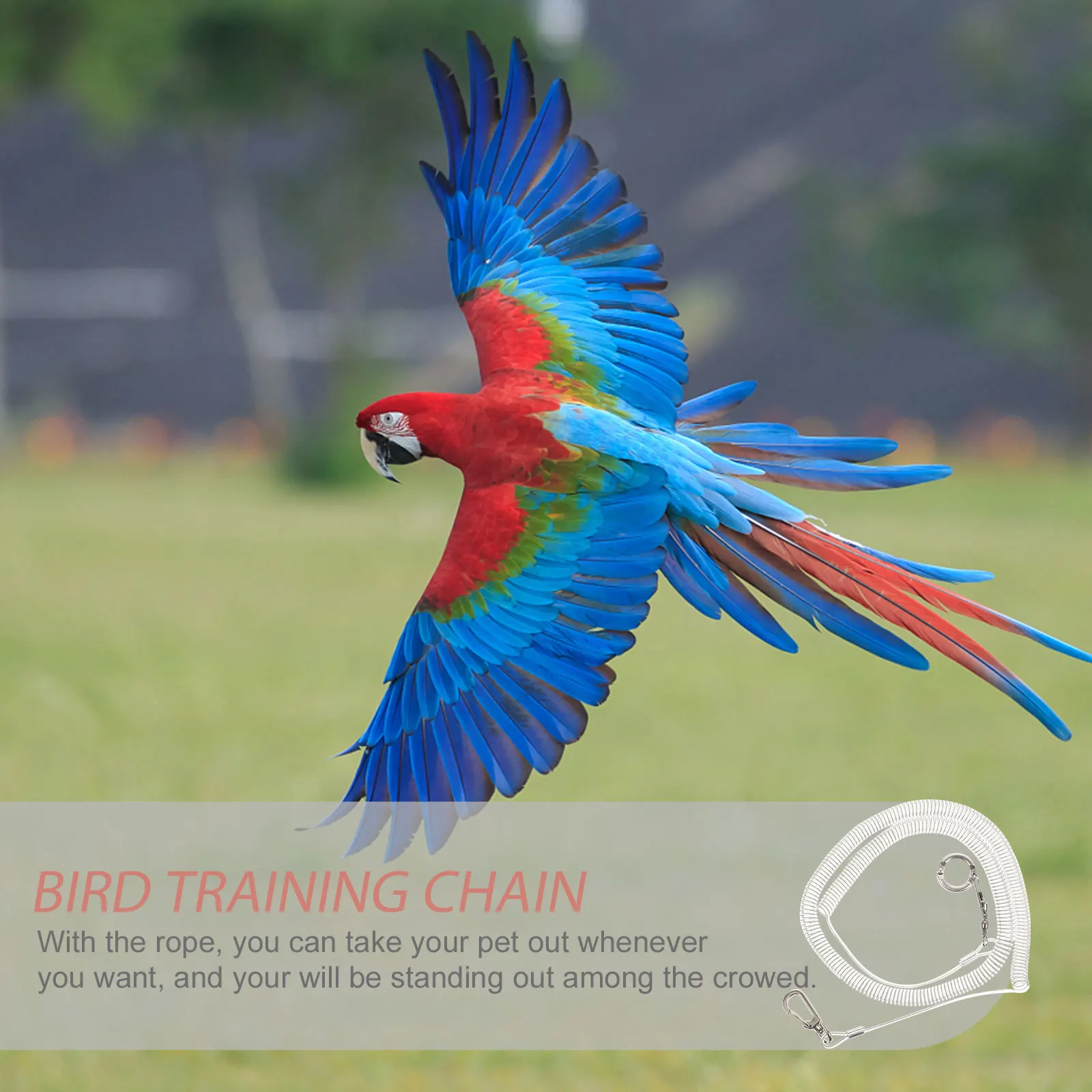 Parrot Flying Rope Harness Pet Leash Kit Plastic Elastic Chain Outdoor Bird Training Adjustable Safe Lightweight
Parrot Flying Rope Harness Pet Leash Kit Plastic Elastic Chain Outdoor Bird Training Adjustable Safe Lightweight