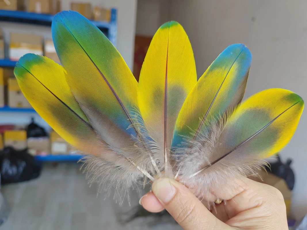 5 шт., 11-13 см, натуральные синие, желтые, серые, трехцветные красивые перья с маленькими крыльями для попугая, перо для полья, очень редкие
5 шт., 11-13 см, натуральные синие, желтые, серые, трехцветные красивые перья с маленькими крыльями для попугая, перо для полья, очень редкие