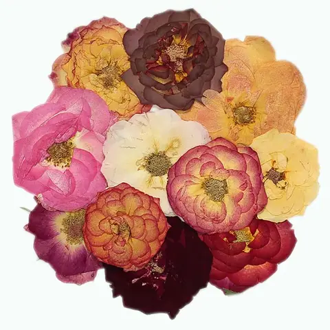 3~4CM/12PCS Real Dried Natural Pressed Bubble Roses Flowers Heads,Dry Press Rose Flower DIY for Epoxy Resin,Candle Making