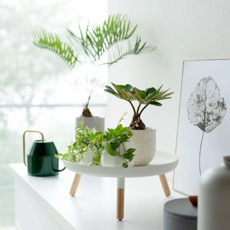Mini Stand Shelf Decor Household Vase Place Indoors Desk Bonsai Pot Pedestal Wood Stands Plants Stool Flowerpot Stand Display
Mini Stand Shelf Decor Household Vase Place Indoors Desk Bonsai Pot Pedestal Wood Stands Plants Stool Flowerpot Stand Display