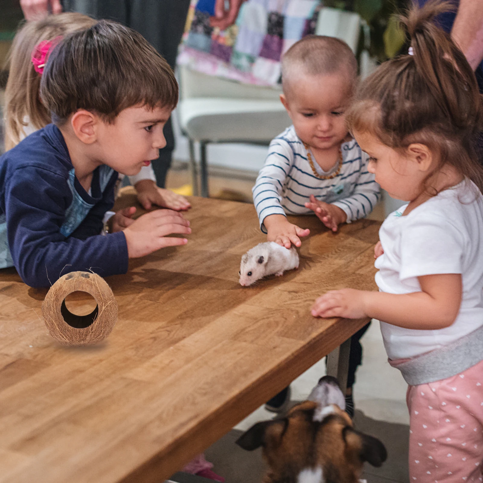 1Pcs Natural Coconut Shell Nest Birds Lizard Hamster Hiding Cave Ecofriendly Durable Safe Pet Birds Cave
1Pcs Natural Coconut Shell Nest Birds Lizard Hamster Hiding Cave Ecofriendly Durable Safe Pet Birds Cave