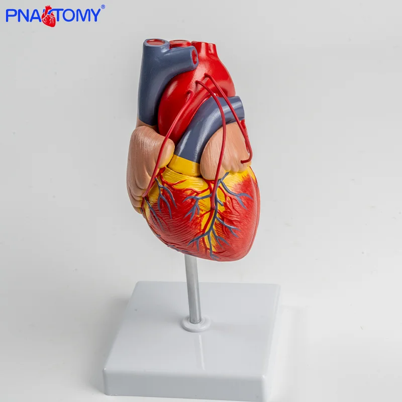Life size Heart Pass Model Detachable Human Heart Anatomical Model Medical Gift Educational Tool Internal Organ Anatomy
Life size Heart Pass Model Detachable Human Heart Anatomical Model Medical Gift Educational Tool Internal Organ Anatomy