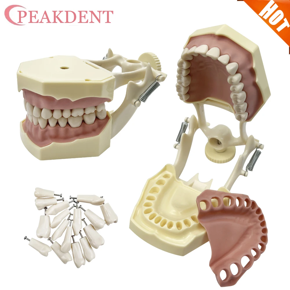 Dental Model Teeth Teaching Model Dentistry Demonstration Model With Removable 32teeth Technician Practice Typodont Model
Dental Model Teeth Teaching Model Dentistry Demonstration Model With Removable 32teeth Technician Practice Typodont Model