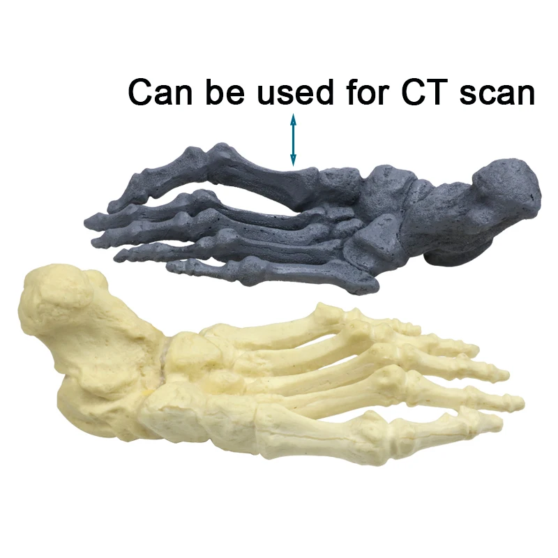 Human Foot Model Medical Human Skeleton Foot Bones Anatomy Model Teaching Practice Model
Human Foot Model Medical Human Skeleton Foot Bones Anatomy Model Teaching Practice Model
