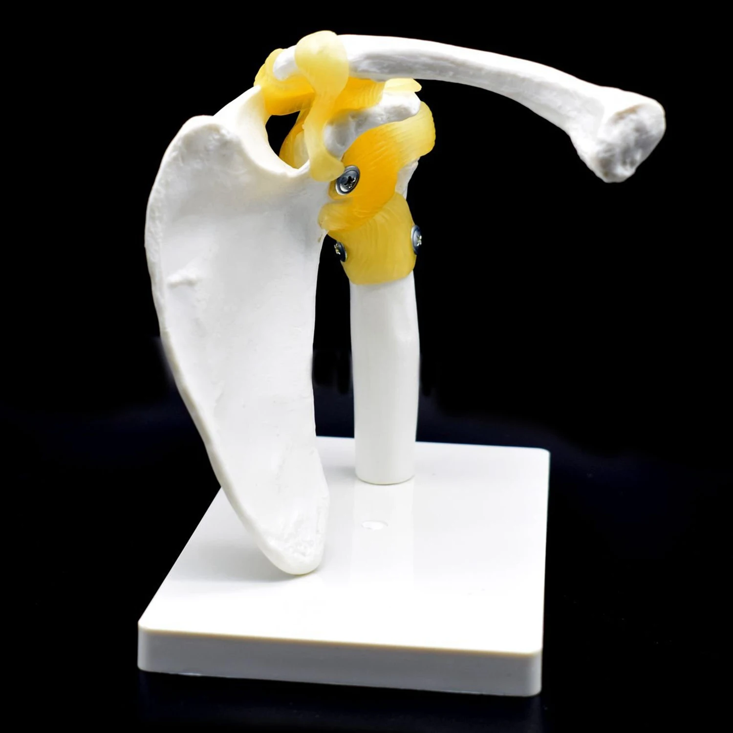 A66F-1 Pcs Human Shoulder Joint Model,Accurate Shoulder Skeleton & 1 Pcs Human Anatomy Skeleton Spine 4-Stages Supplies
A66F-1 Pcs Human Shoulder Joint Model,Accurate Shoulder Skeleton & 1 Pcs Human Anatomy Skeleton Spine 4-Stages Supplies