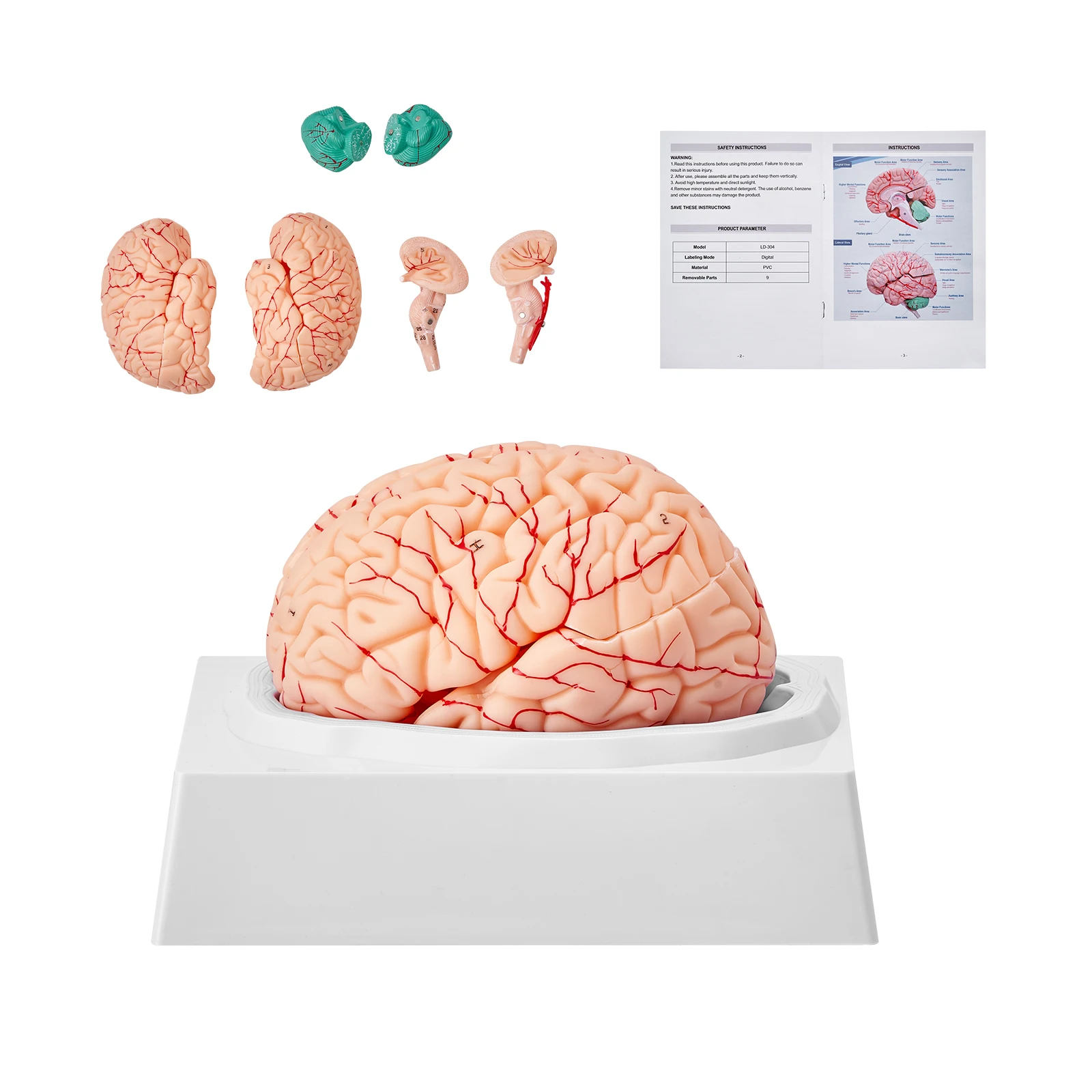 VEVOR Human Brain Model Anatomy 9-Part/ 4-Part Model with Labels & Display Base Detachable Model for Research Teaching Learning
VEVOR Human Brain Model Anatomy 9-Part/ 4-Part Model with Labels & Display Base Detachable Model for Research Teaching Learning