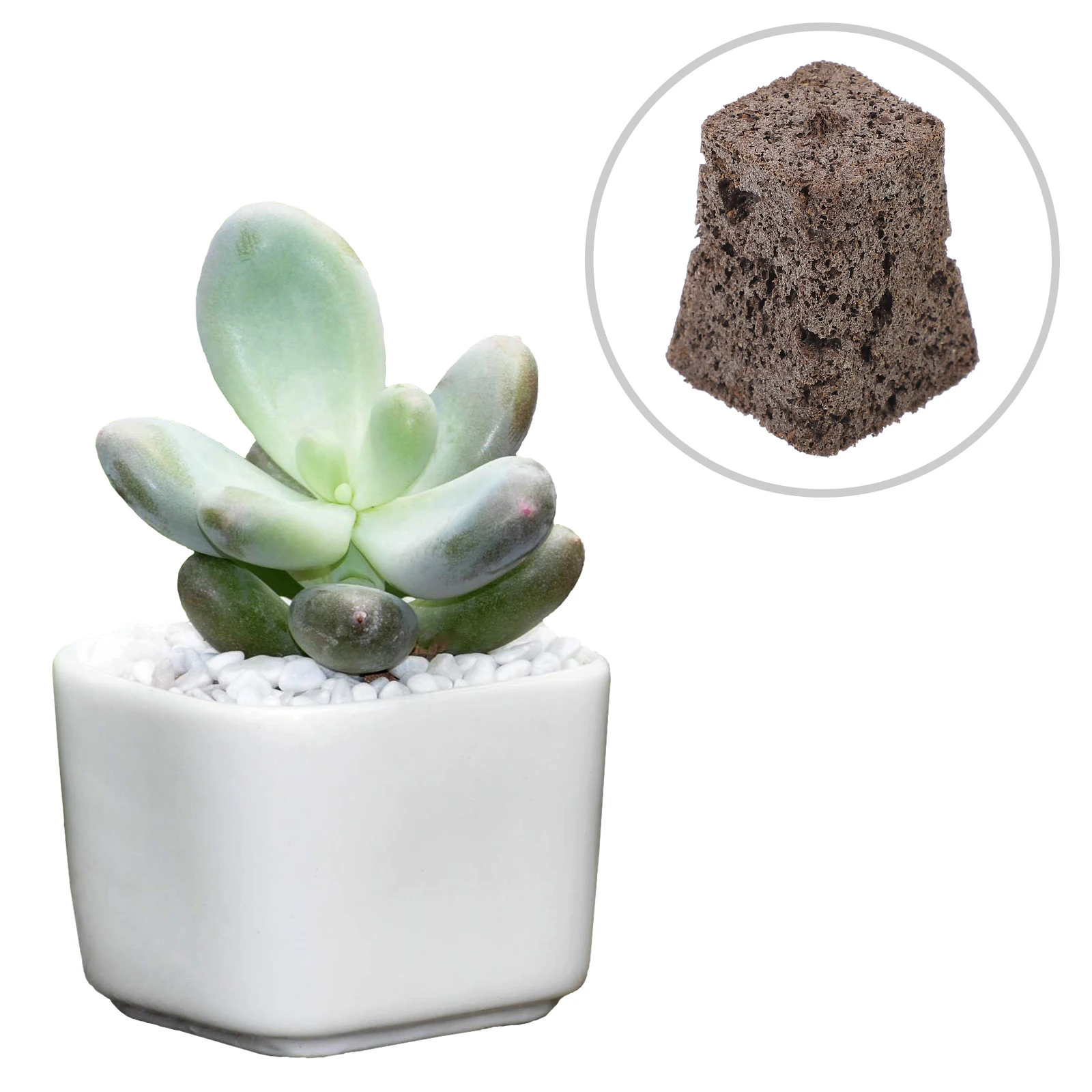 10pcs Sponge Coconut Shell Seedling Block Plug Compression Nature Soil Gardening Supplies Soil Block Plant
10pcs Sponge Coconut Shell Seedling Block Plug Compression Nature Soil Gardening Supplies Soil Block Plant